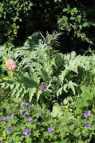 Cardoon contrasting with everything around it.