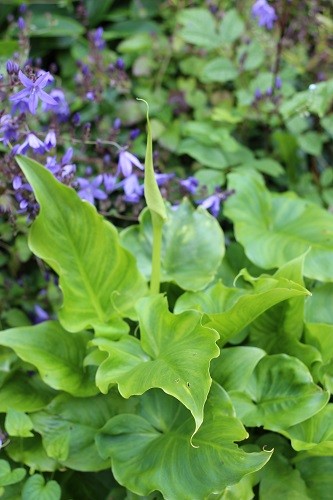 This Zantedeschia is planted in the paving beside the scree, all the water drains here, but the leaves are only a tiny 7 inches compared to the ones in the bog.