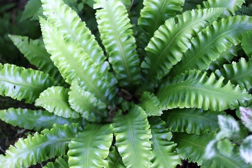 I just love the ruffles on this fern, they catch the little light that there is in the woodland.