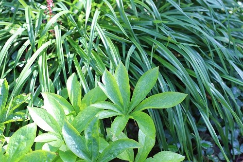 Hellebore with foliage of Hemerocallis.