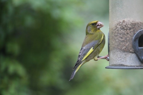 Male Greenfinch, the female is more brown.