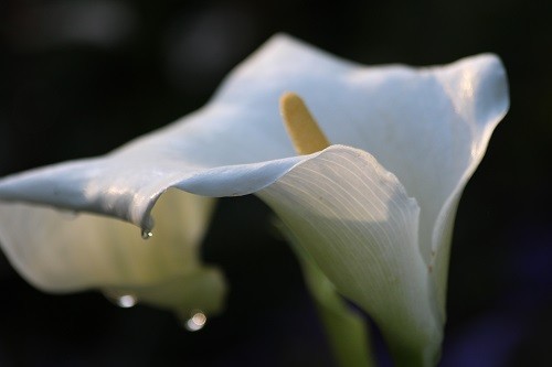 Zantedeschia aethiopica