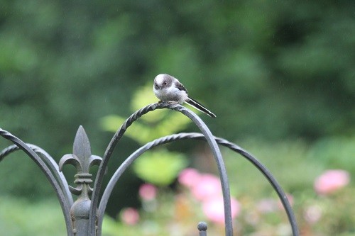 Now to the other end of the scale, a juvenile Long Tailed Tit.