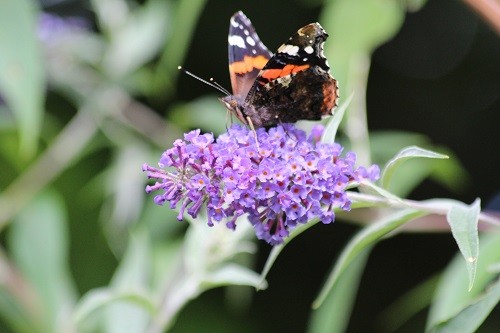 Buddleja are now flowering which brings in the butterflies, this is a Red Admiral.