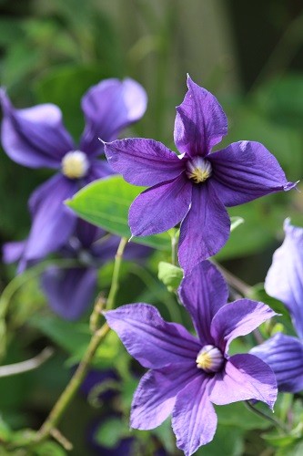 Herbacious Clematis Durandii, I've never known this to have so many flowers.