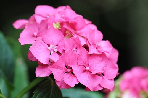 One of the few pink hydrangeas that I have.