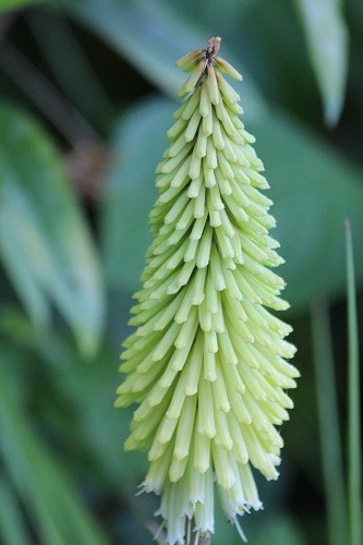 A lovely pale redhot poker has just started flowering in the front border.