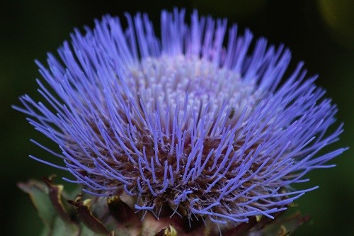 Cardoon by the field has started flowering recently, such a lovely huge flower.