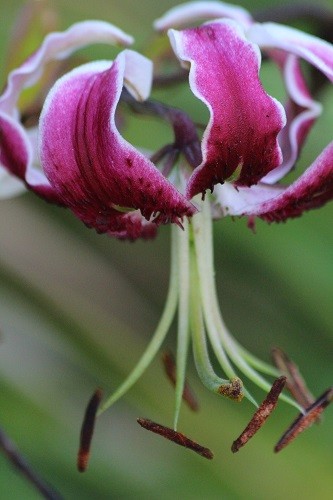 Also in the same border is a lovely dark lily, this has somehow avoided the ravishes of the red lily beetle, thank goodness.