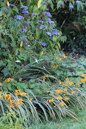 Crocosmia solfaterre and a blue lacecap hydrangea look good together.