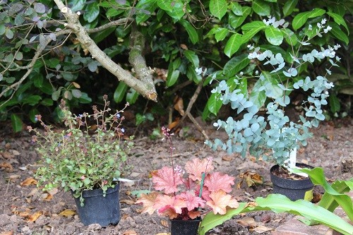 New plants waiting to be planted outside. Eucalyptus gunnii, Heuchera Rio and Calamagrostis.