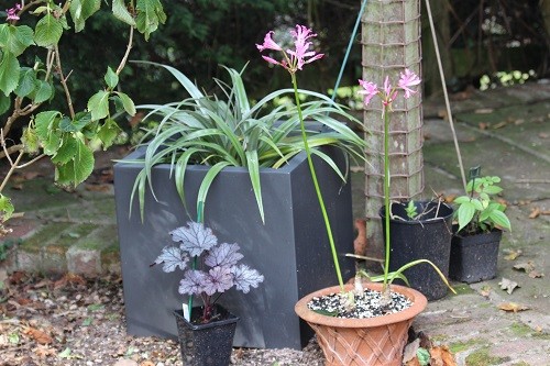 Another Echeveria to come into the conservatory and the Astelia Silver shadow will be wrapped in fleece.