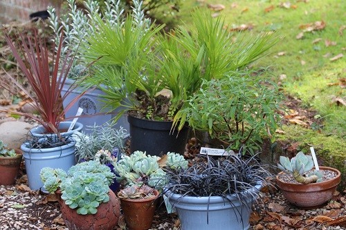 More Echeveria to come into the conservatory and the Covolvulous cneorum will be wrapped in fleece and over winter under the arbour.