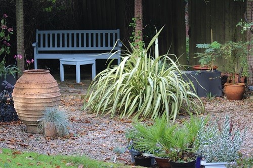 It is the winter rains that do as much damage to some plants as the low temperatures. With the ivy and honeysuckle over the arbour, not much rain gets through, so plants will stay a lot drier, plus they are sheltered from the frost in this corner of the garden.