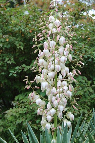 The flower spike is amazing, easily as tall as me, we now just have to hope that the frost dowesn't arrive too soon!