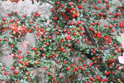 We start with the Cotoneaster up the front wall of the kitchen.