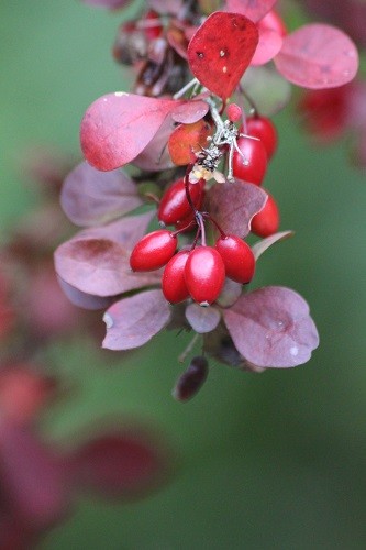 On the front drive is a purple Berberis, covered in berries at the moment.