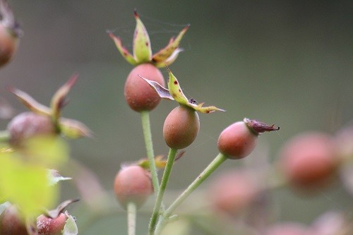 In the rose garden between the kitchen and the garage Rosa Bonica is making masses of rose hips.