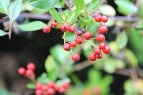 The mixed hedge by the farmer's field is full of lovely juicy berries for the wildlife. This is a Pyracantha with red berries.