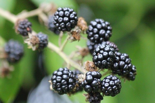 Growing through the above pyracantha is a blackberry, seed dropped by the birds. This one will be allowed to stay, most get pulled out, but it is nice to eat your enemies in a nice apple and blackberry crumble!