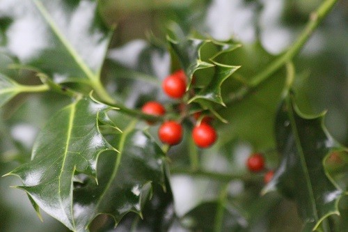 A bush of the ordinary wild holly is in the back border by the woodland.