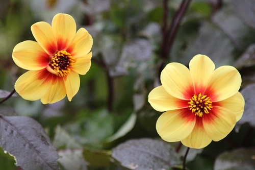 A lovely single dahlia which has only recently been purchased at a garden visit, it will be coming into the greenhouse soon to overwinter, so it seemed a bit poitless to plant it for such a short time.