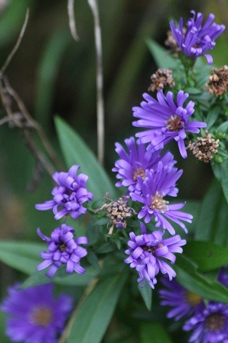 Another Aster in the side border by the field.