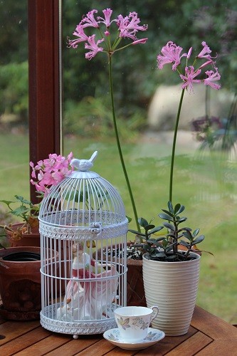 The conservatory is looking a bit pink at the moment with pelargnium and nerine flowers.