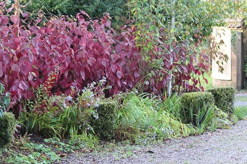 Cornus alba sibirica Westonbirt sporting its beautiful colours on the front drive.