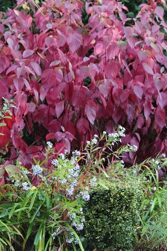 The leaves of the Cornus are the most amazing colour.