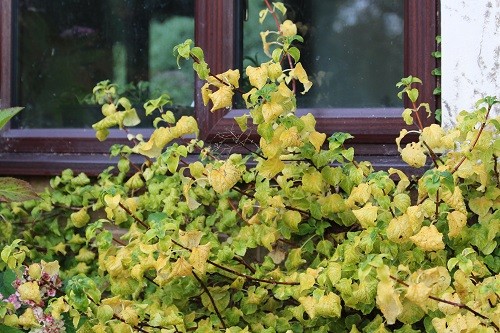 Under the kitchen window, Hydrangea petiolaris is changing from green to a lovely buttery yellow.