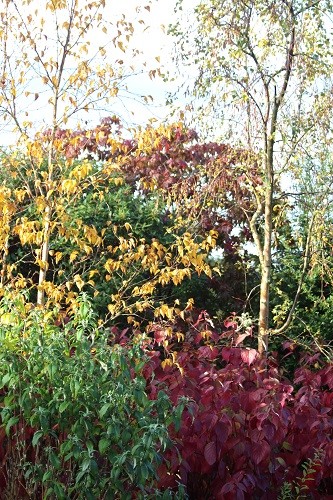 The golden leaves of Betula ermanii contrast nicely with the Cornus.