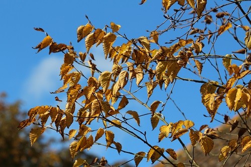 The golden leaves of a silver birch, what a wonderful blue the sky is!