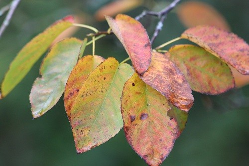 The leaves of the Amelanchier are dropping before they change colour, just a few have managed to change.