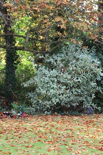 The torrential rain overnight brought down so many of the Horse chestnut leaves, someone will have to get sweeping!