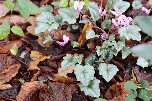 I'll finish with a few evergreens. When looking in the woodland, it was the cyclamen foliage that caught my eye.....