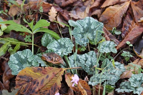 ......each plant has foliage which is quite different from it's neighbour.