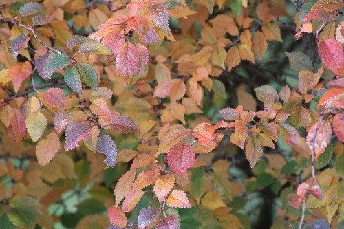 Prunus Kojo no mai looking very pretty in her autumn finery.