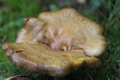 While sweeping the leaves up the other day, I found this solid looking toadstool on the lawn.