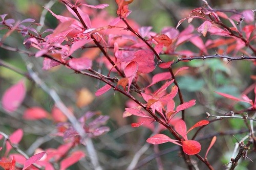 Another Berberis, this time Rose Glow.