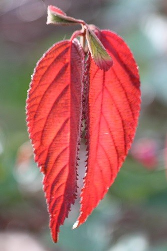 One of the few last leaves on Vibernum plicatum Maresii.