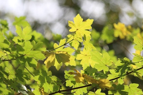 The local wild field Maple, Acer campestre, brightens up the woodland.