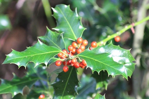 Also in the woodland is a wild holly bush which is covered in berries for this winter. The leaves are so shiny in the sunshine filtering through.