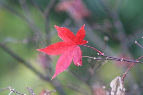 The last leaf on the Acer Osakazuki !