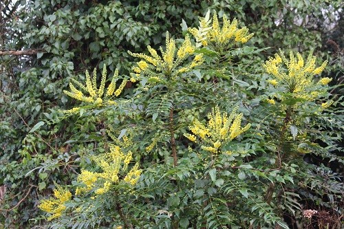 Mahonia Charity by the dead oak.