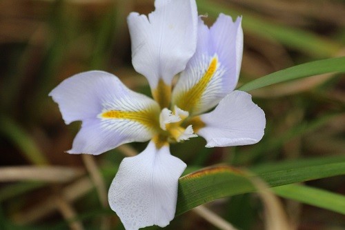 Iris unguicularis on the front drive.