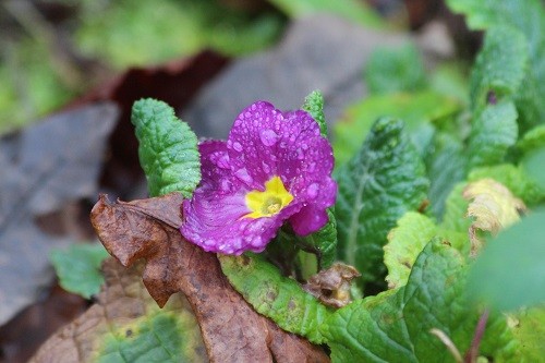 Primula.