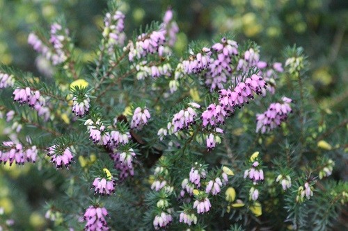 Winter flowering heather by the dead oak.