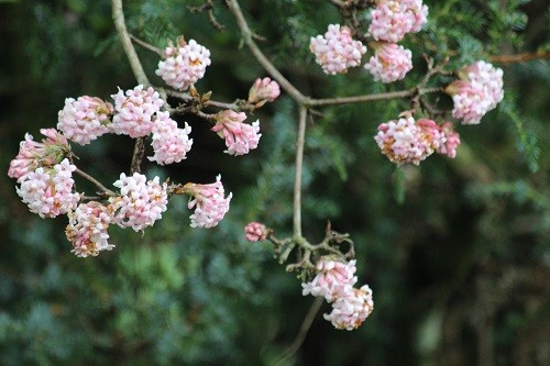 Vibernum bodnantense Dawn