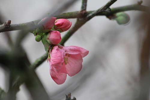 Chaenomeles by the back door.